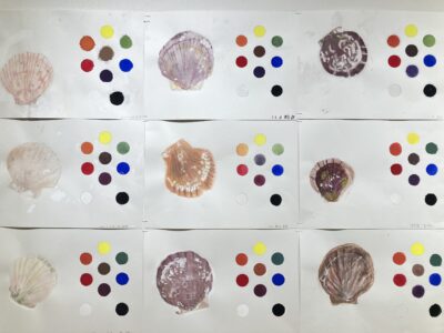 2024年7-8月「ちりがみたまご」「ホタテ」